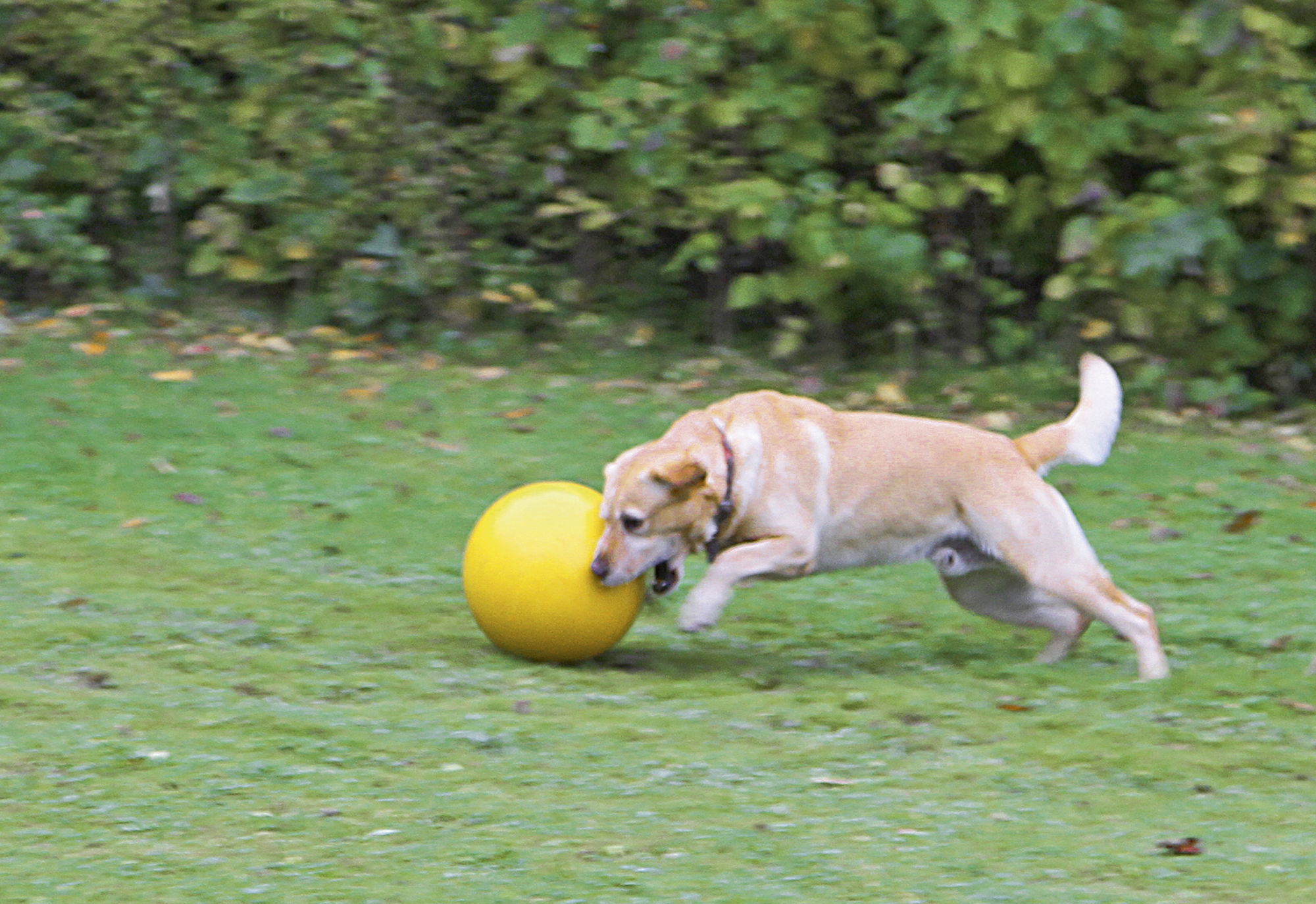 Hundespielball Ø 30 cm, gelb, aus Kunststoff