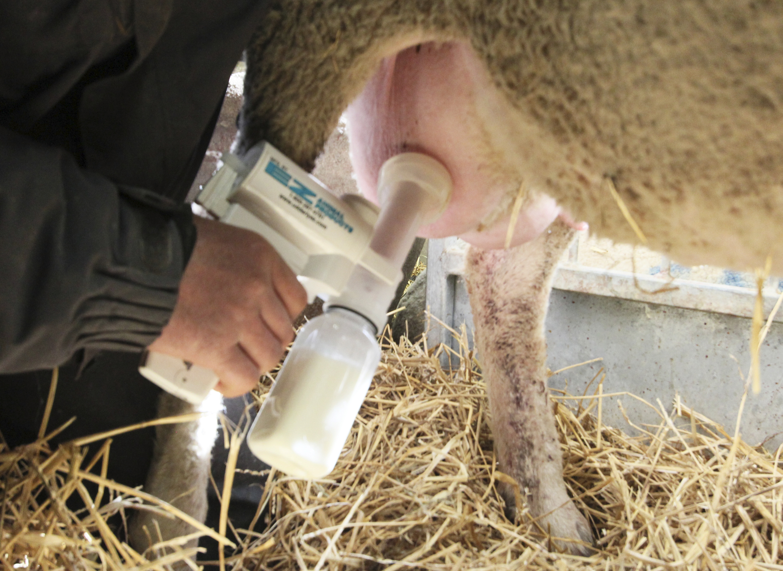 Melkpumpe f. Schafe im Zubehörset