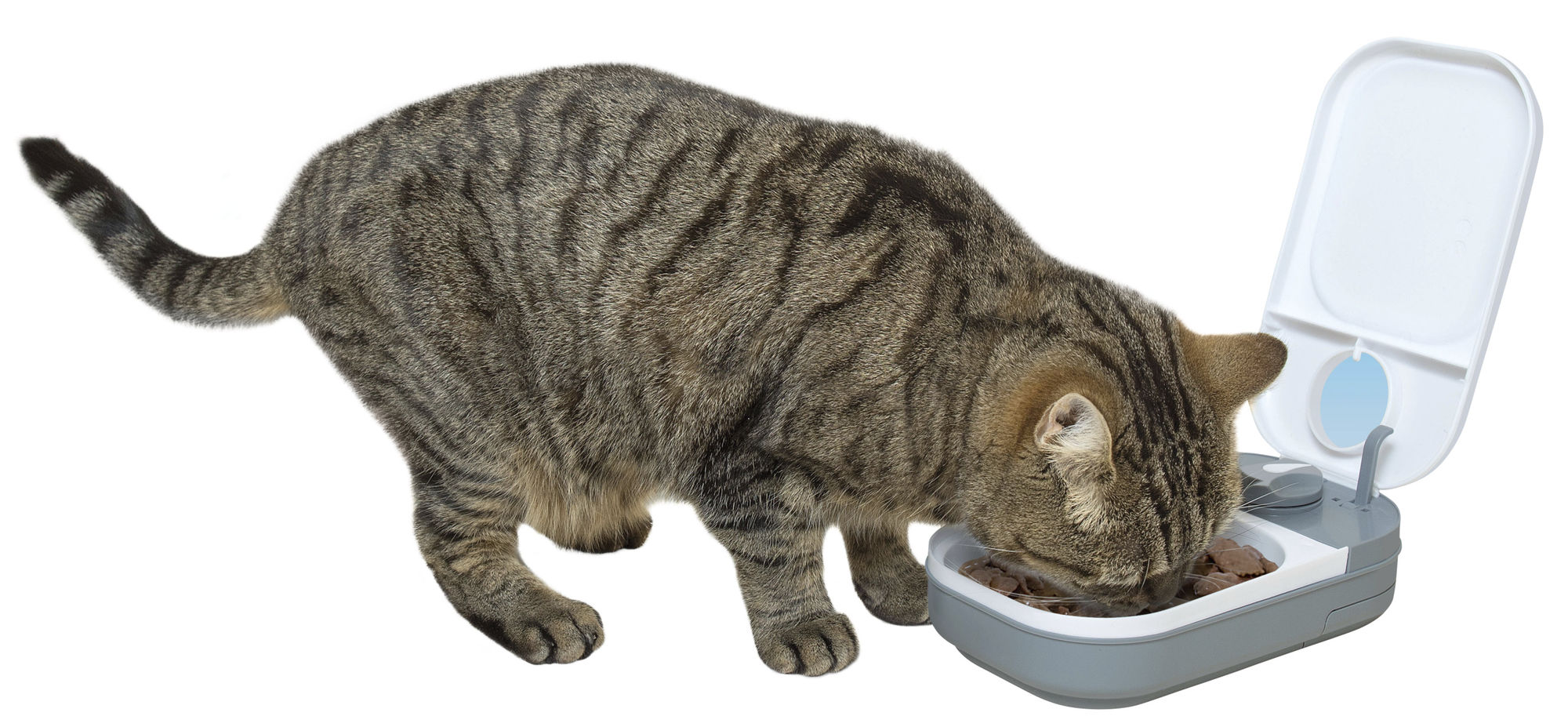 Cat Mate Automatischer Futterspender 1 Mahlzeit